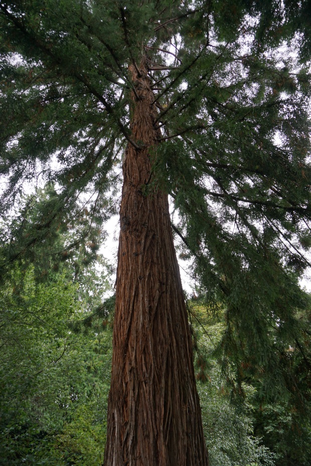 Redwoods in Butchart Gardens
